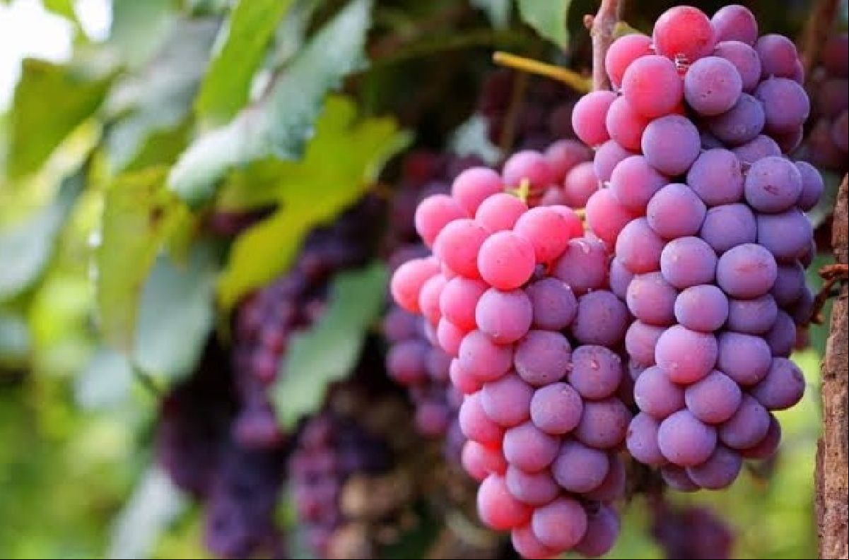 Calendário de festas do Circuito das Frutas começa nesta sexta com a 17ª Expo Uva de Itupeva em comemoração à safra